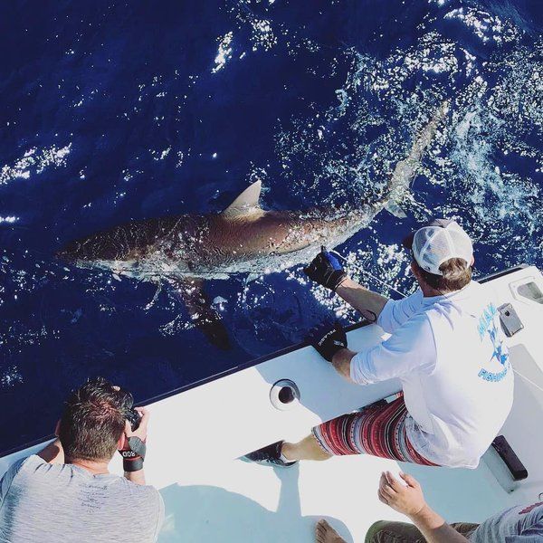 Shark brought boatside on a full day charter aboard Spellbound, Miami
