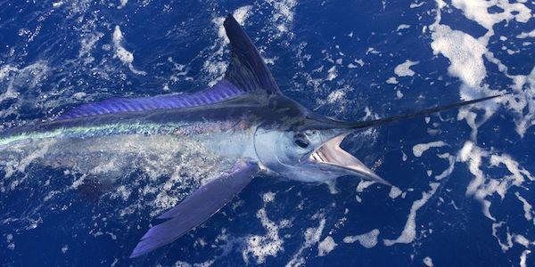 A sailfish boatside in the blue water off Miami